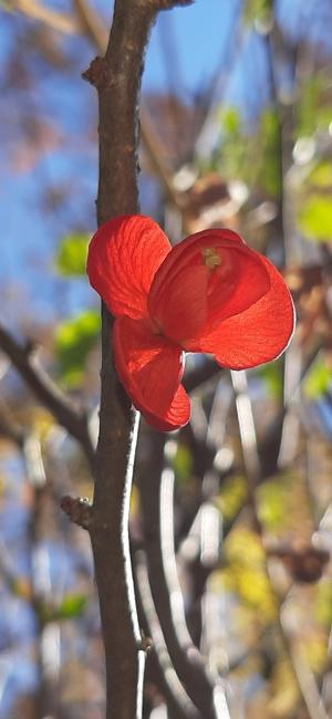 [포토 큐티] 꽃마중-명자꽃